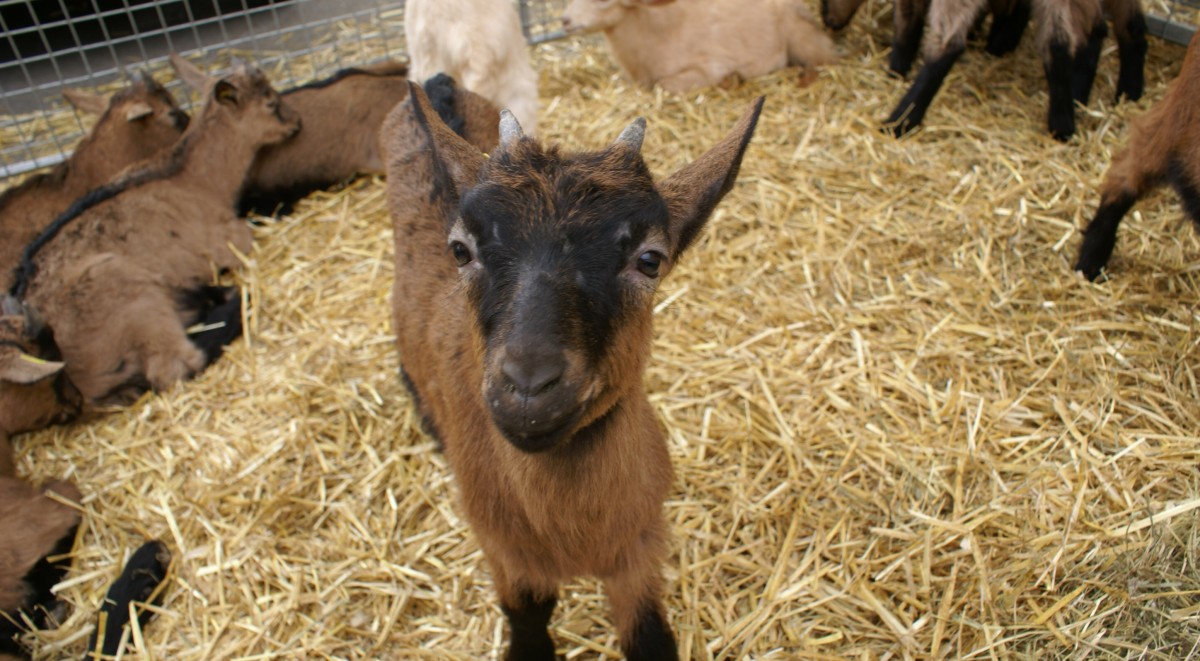 foire aux chevreaux